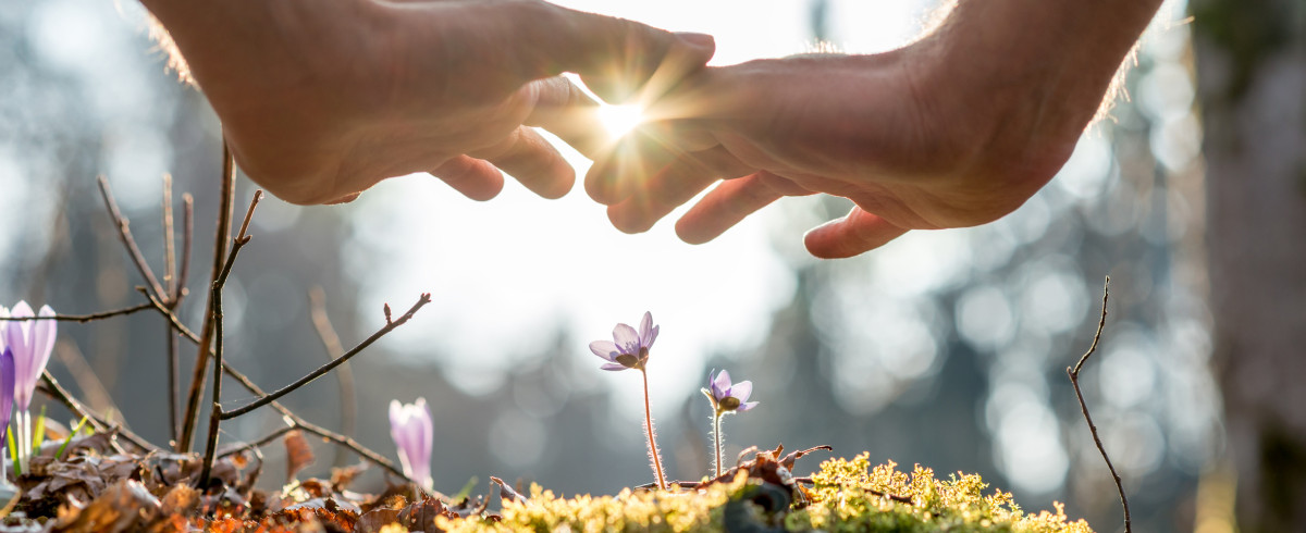 Hand Covering Flowers at the Garden with Sunlight